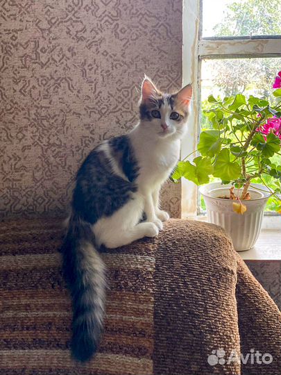 Котенок 3,5 мес кошечка в Красноусольском