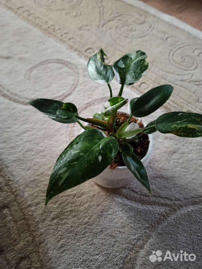 Филодендрон