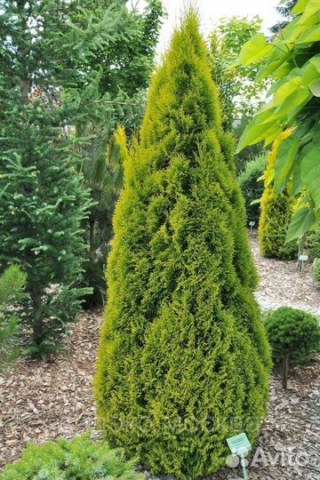 Туя Колумна Западная 1,4-1,6 м