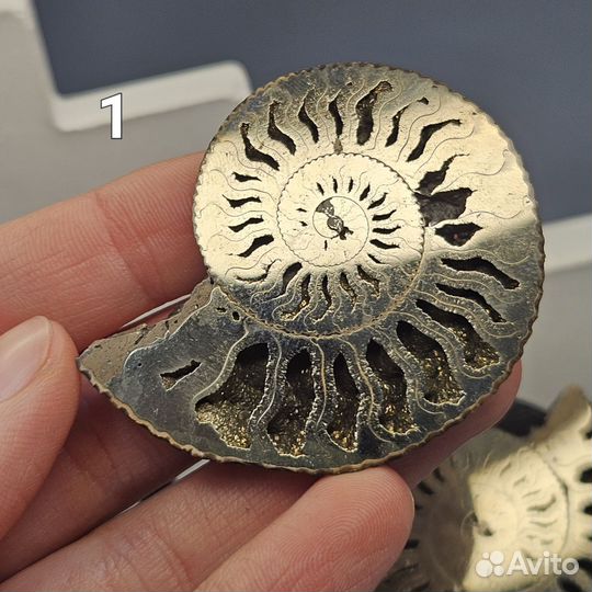 Пиритовый аммонит Kosmoceras полированный