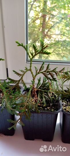 Укорененные черенки туи