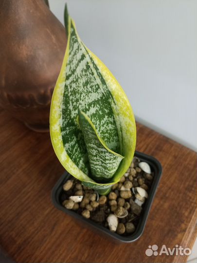 Сансевиерия футура вариегатная