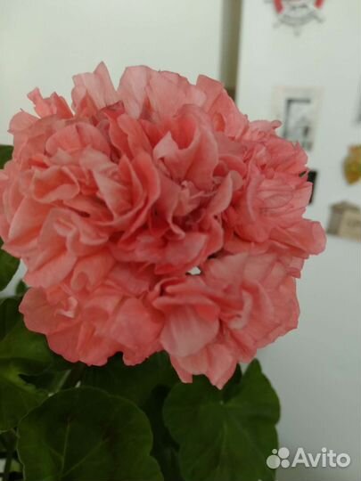 Пеларгония герань сортовая