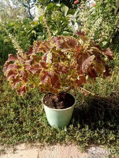 Колеус. Цветок домашний в горшке