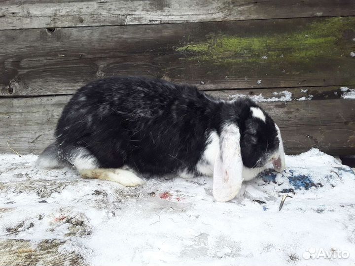 Фландр (ризен) Французский Баран