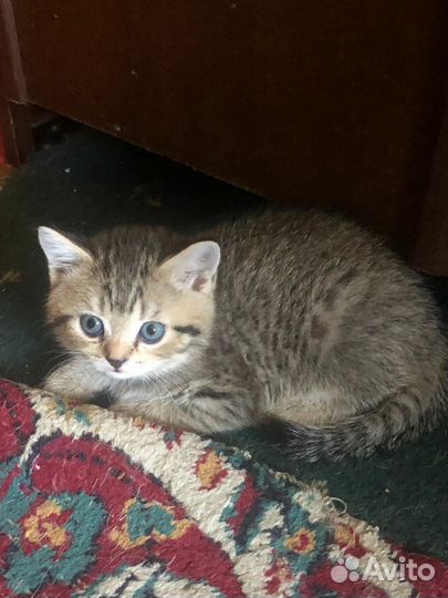 Шотландские котята