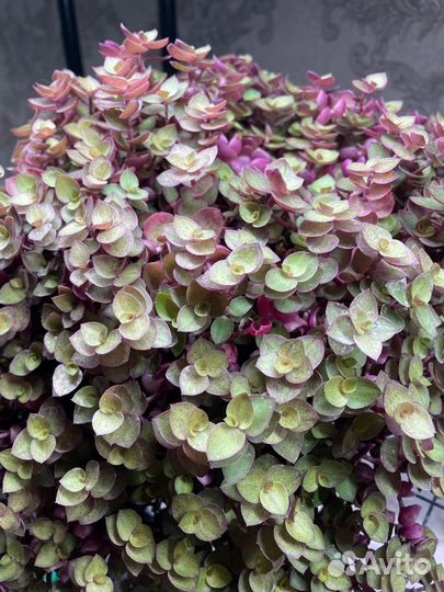 Каллизия ползучая