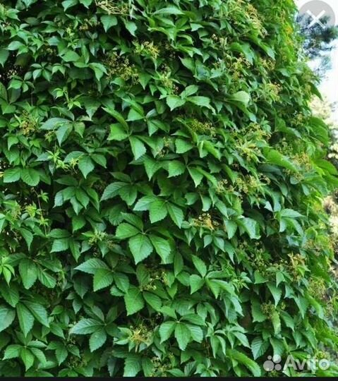 Виноград девичий укорененный декоративный