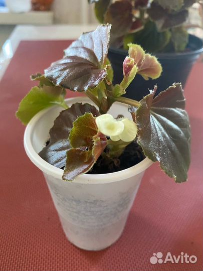 Оксалис,бегонии,разные бальзамины и др