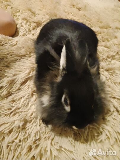 Вязка декоративного кролика