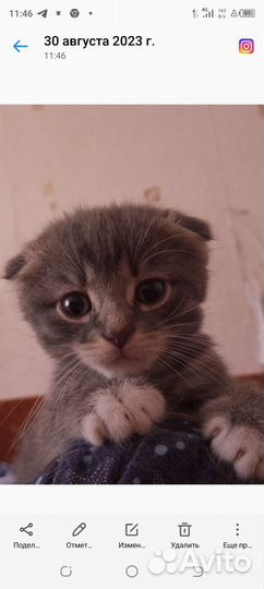Шотландская
