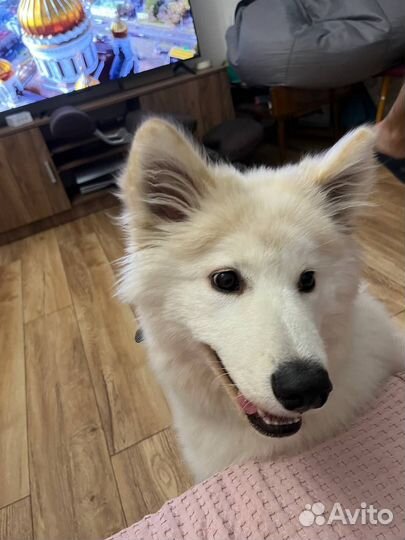 Собака в добрые руки