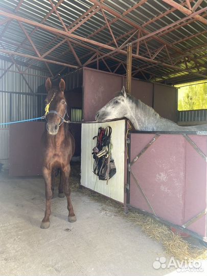 Конные прогулки, тренировки, аренда лошадей и пони