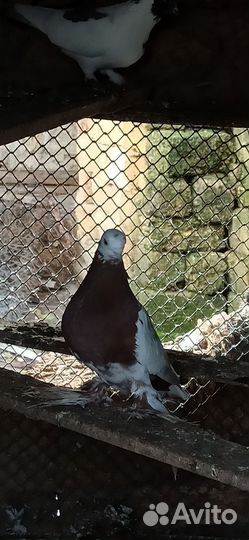 Голуби бесплатно
