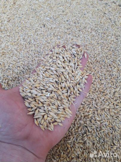 Ячмень, пшеница