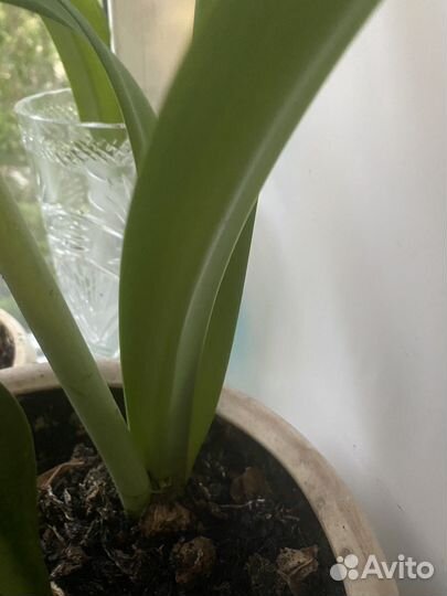 Гиппиаструм