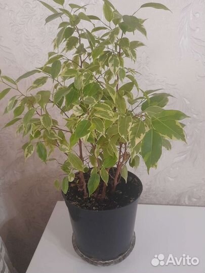 Фикус бенджамина