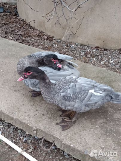 Мускусные утки