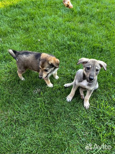 Сторожевые собаки