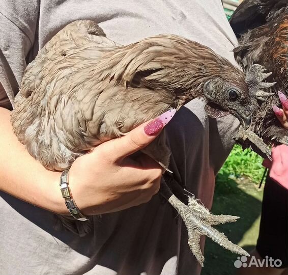 Петухи Лакендази и куры помесные