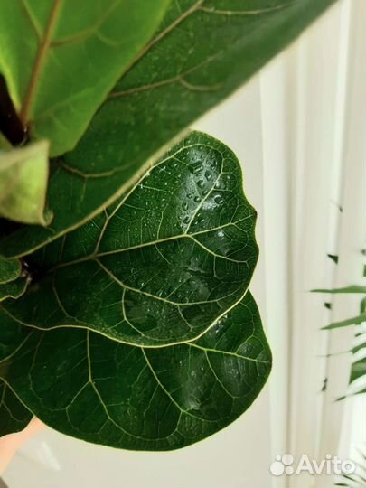 Фикус Лирата бамбино