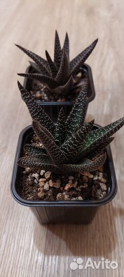 Суккуленты