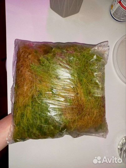 Мох сфагнум