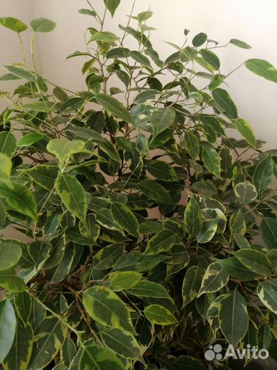 Фикус бенджамина пестролистный