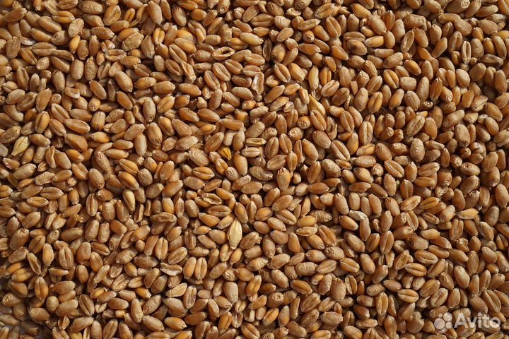 Пшеница фуражная фасованная по 30 кг