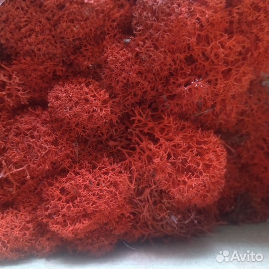 Стабилизированный мох