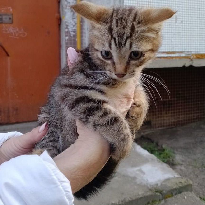 Котята в добрые руки бесплатно