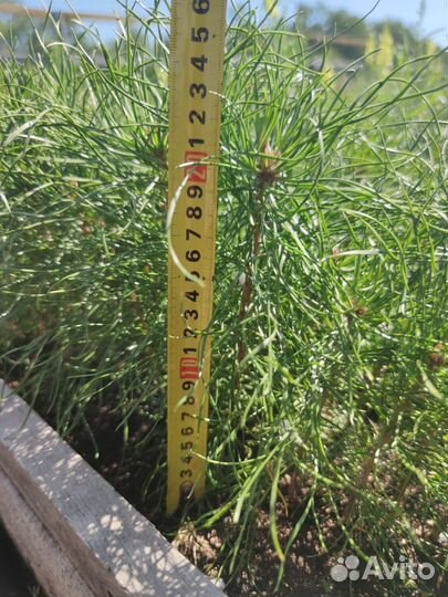 Саженцы ели зкс от производителя