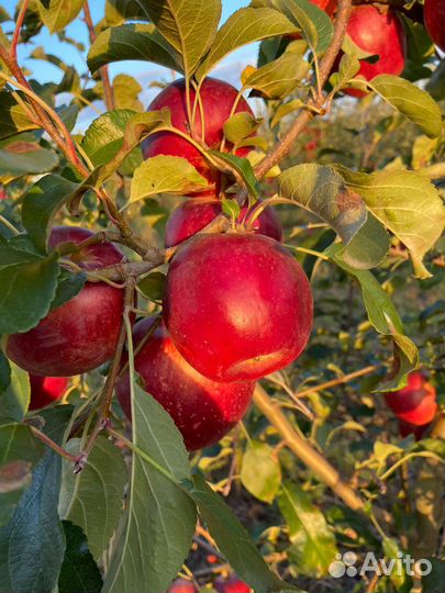 Яблоки сорт Моди