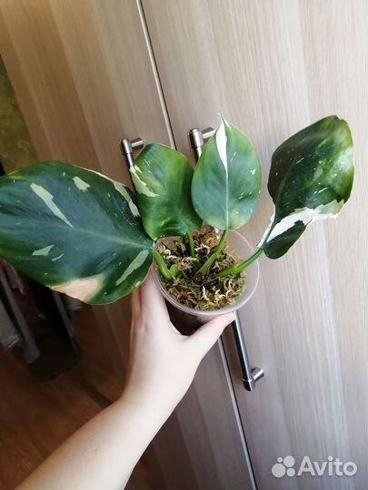 Филодендрон белый волшебник