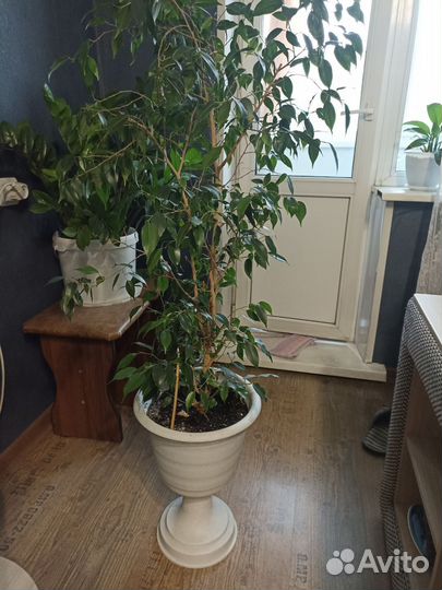 Фикус бенджамина большой