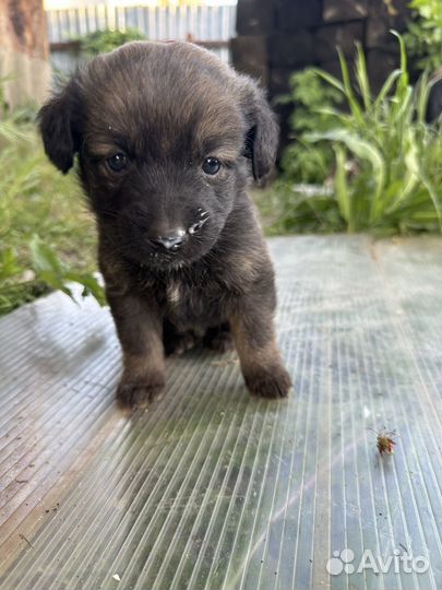 Щенята в добрые руки