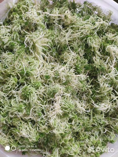 Мох сфагнум живой