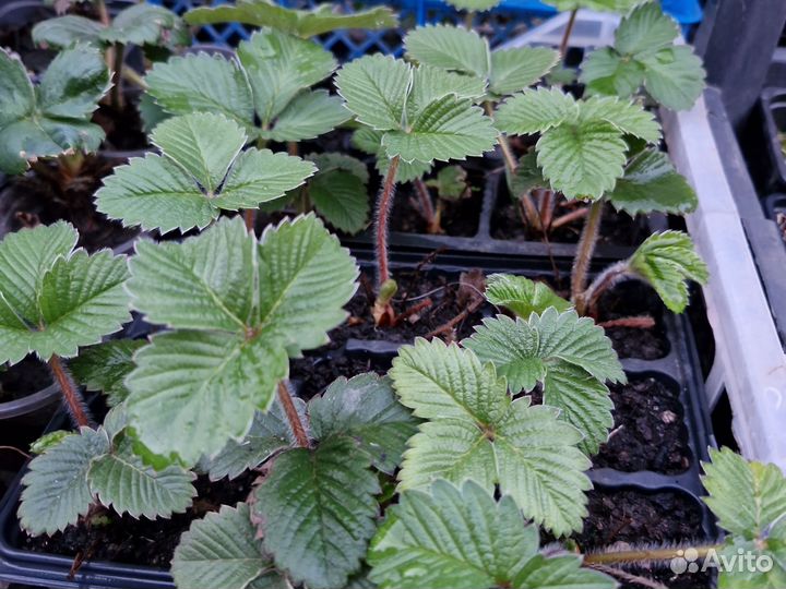 Саженцы земклуники