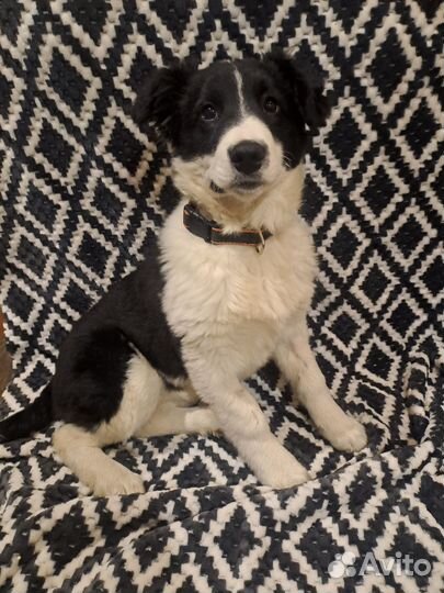 Щенок в добрые руки бесплатно