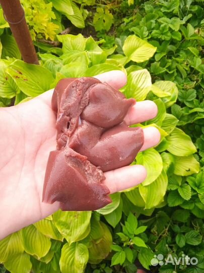 Мясо кролика