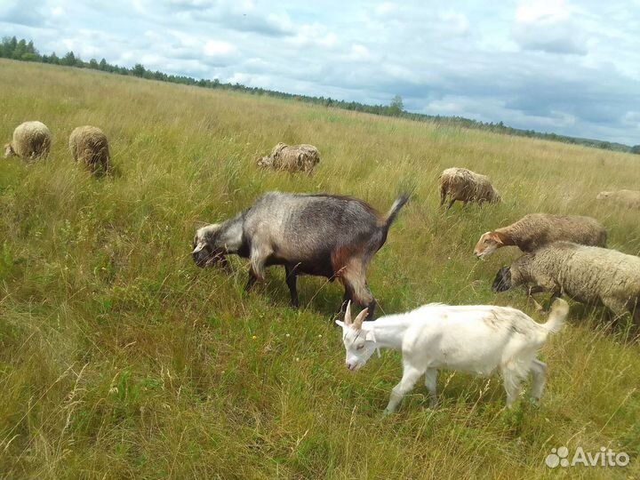 Баранчики и козлики