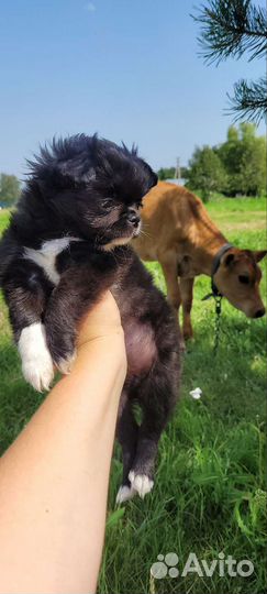 Собаки щенки