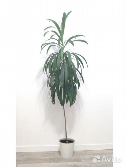 Кордилина 2 метра с горшком (декоративная пальма)