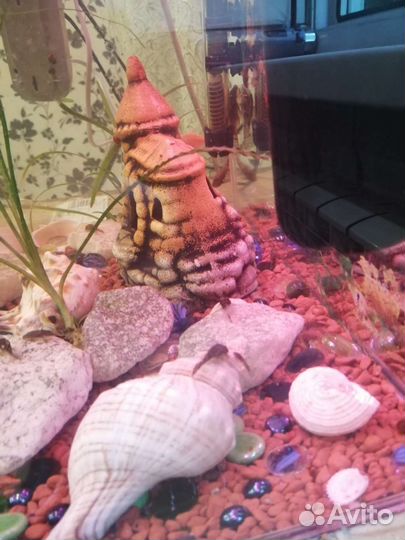 Сомики анциструсы