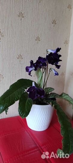 Ахименесы, стрептокарпусы