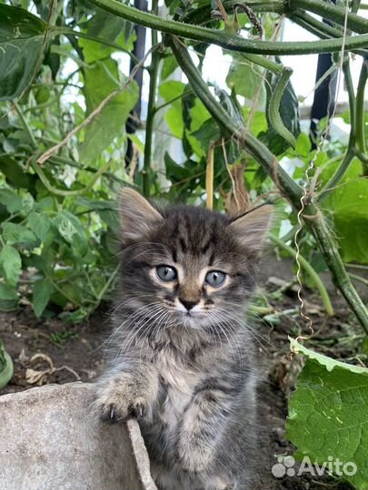 Отдам котяток