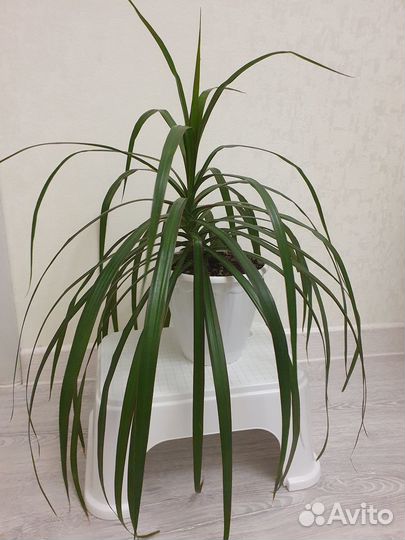 Комнатные цветы драцена