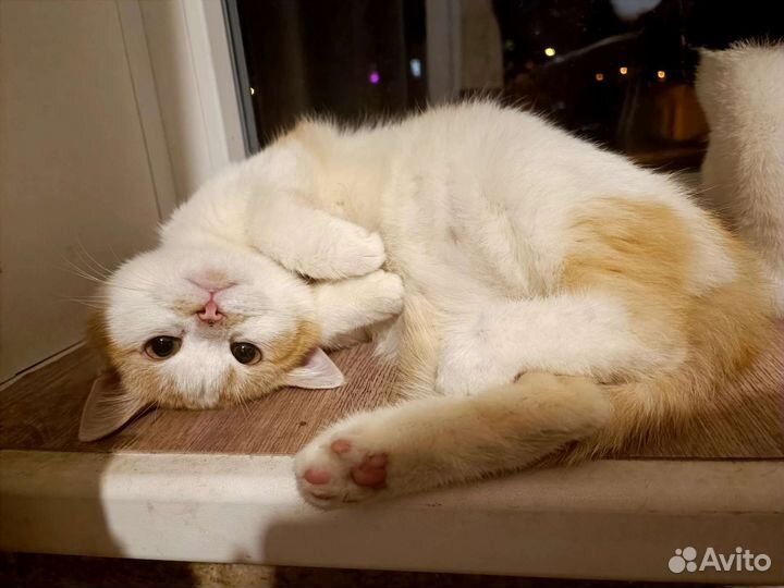 Солнечный котик