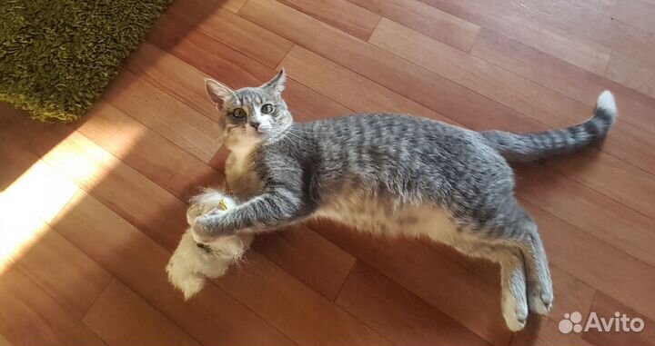 Котик в добрые руки