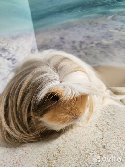 Морская свинка коронет